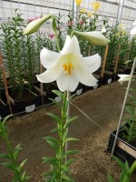 [5150 White Fox 16 ST No01.JPG]